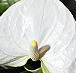 Sharade White